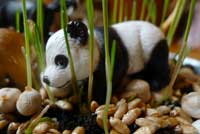 panda.jpg